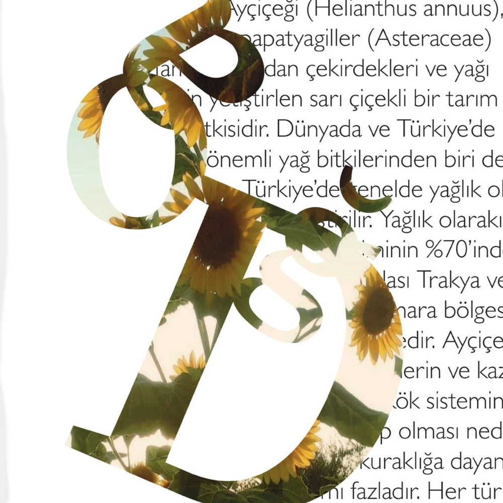 Ayçiçeği & Tipografik Doku